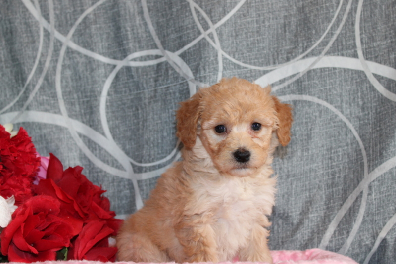 puppy, for, sale, Mini Golden Doodle F1B, Matthew B. Stoltzfus, dog, breeder, Gap, PA, dog-breeder, puppy-for-sale, forsale, nearby, find, puppyfind, locator, puppylocator, aca